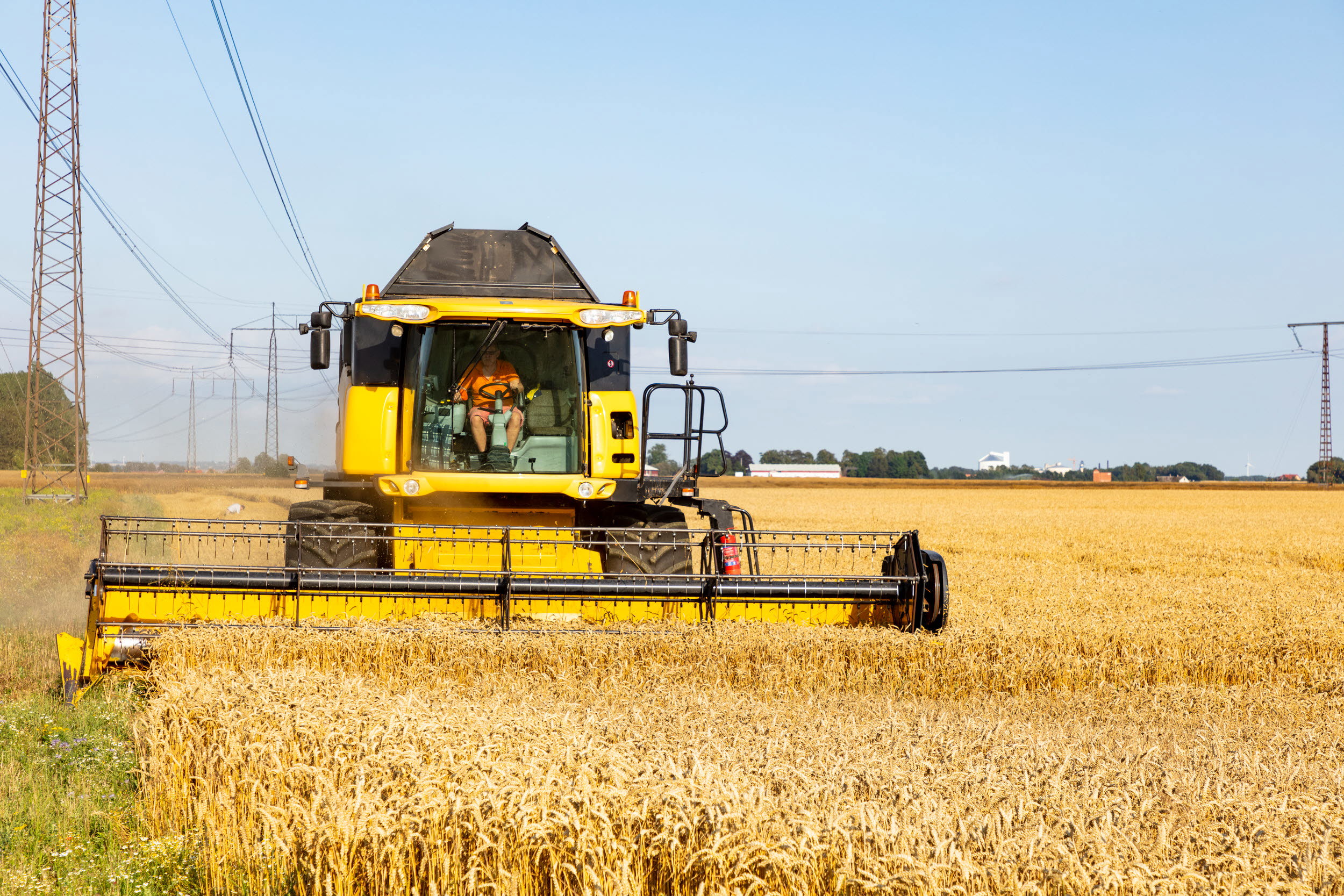 Gul skördetröska som tröskar vete under kraftledningar.