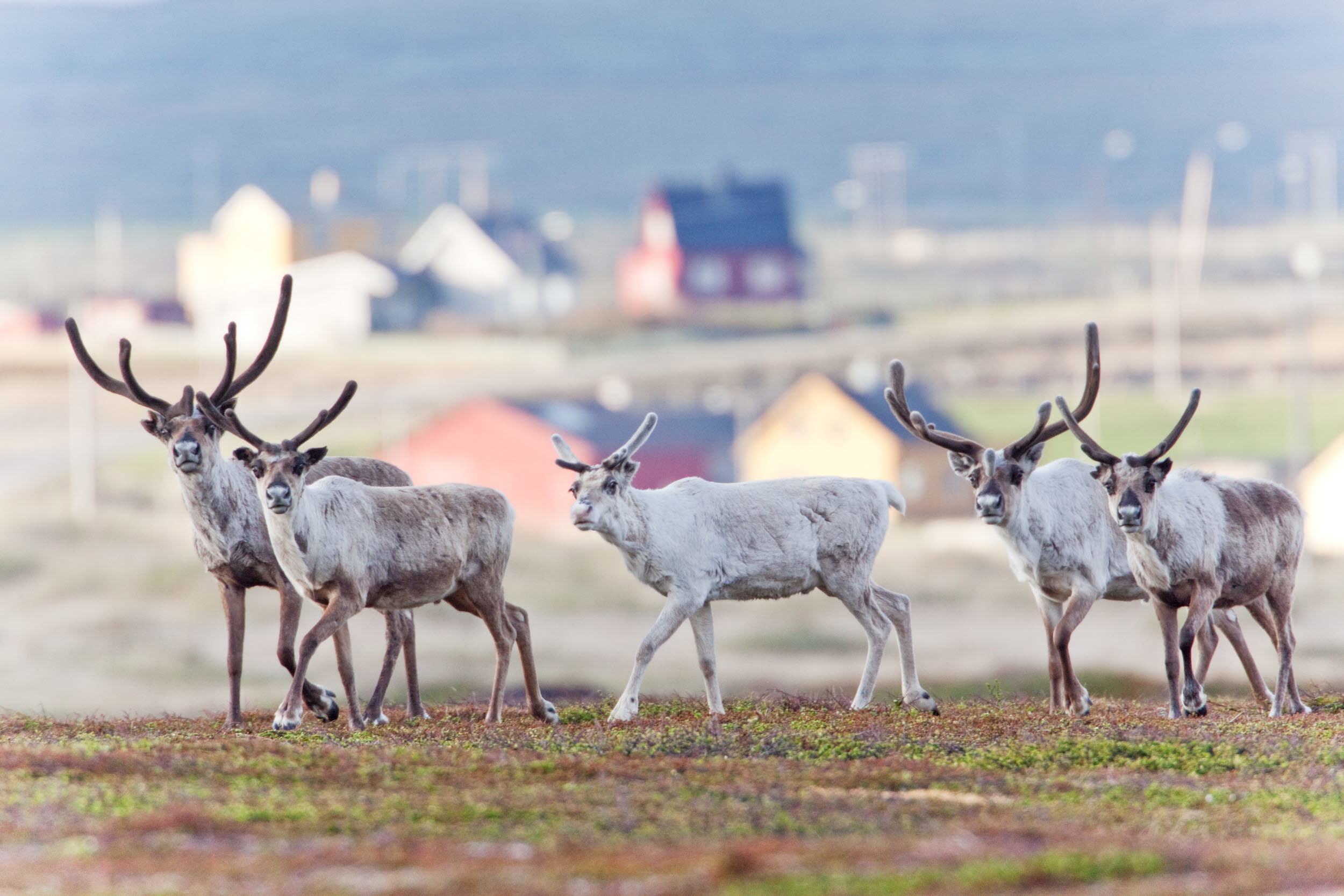 Fem renar i närheten av bebyggelse.