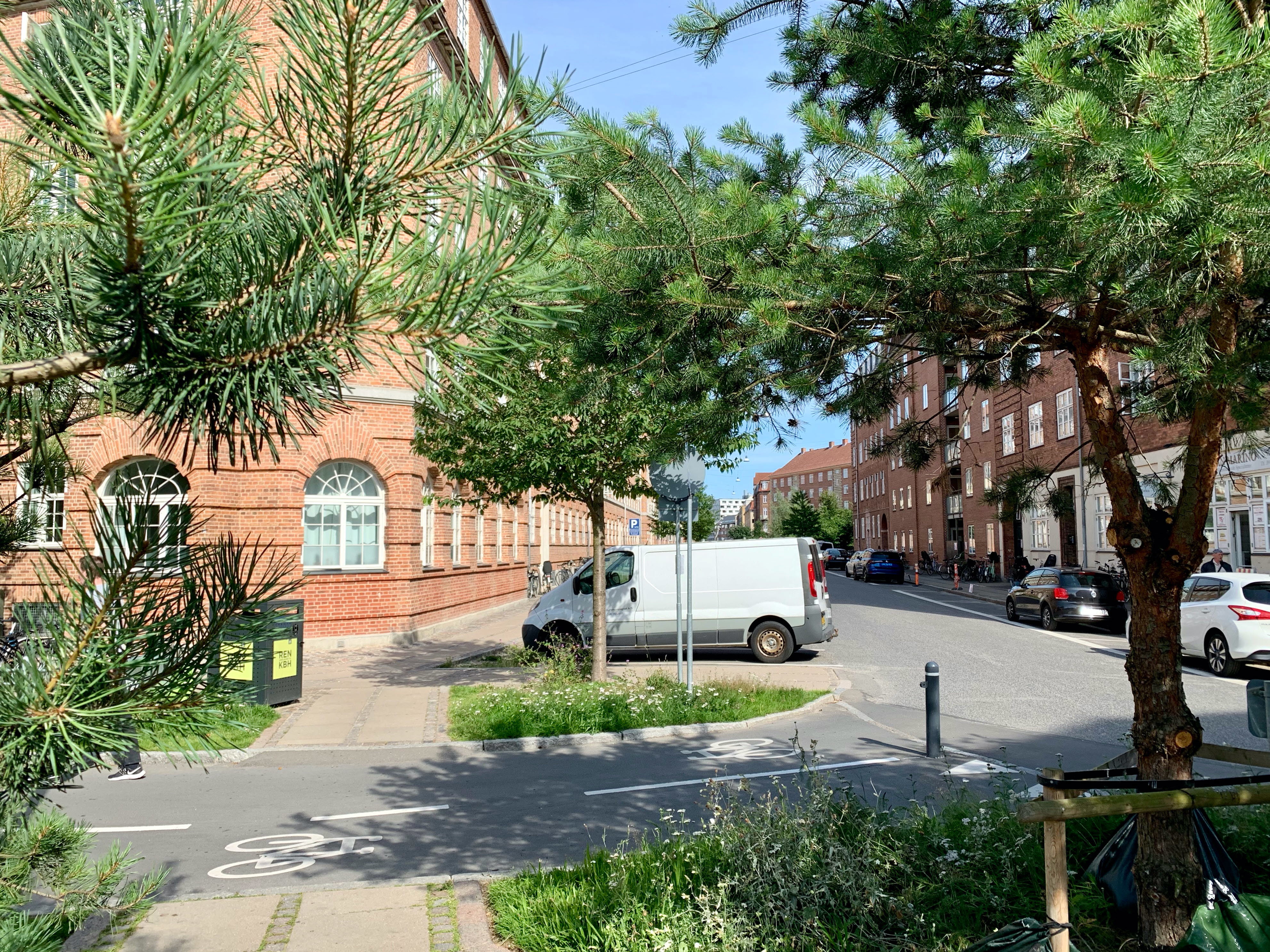 Tallar och andra träd på en gata i Köpenhamn.