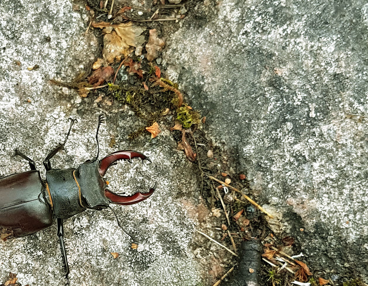 En ekoxe sitter på en sten.