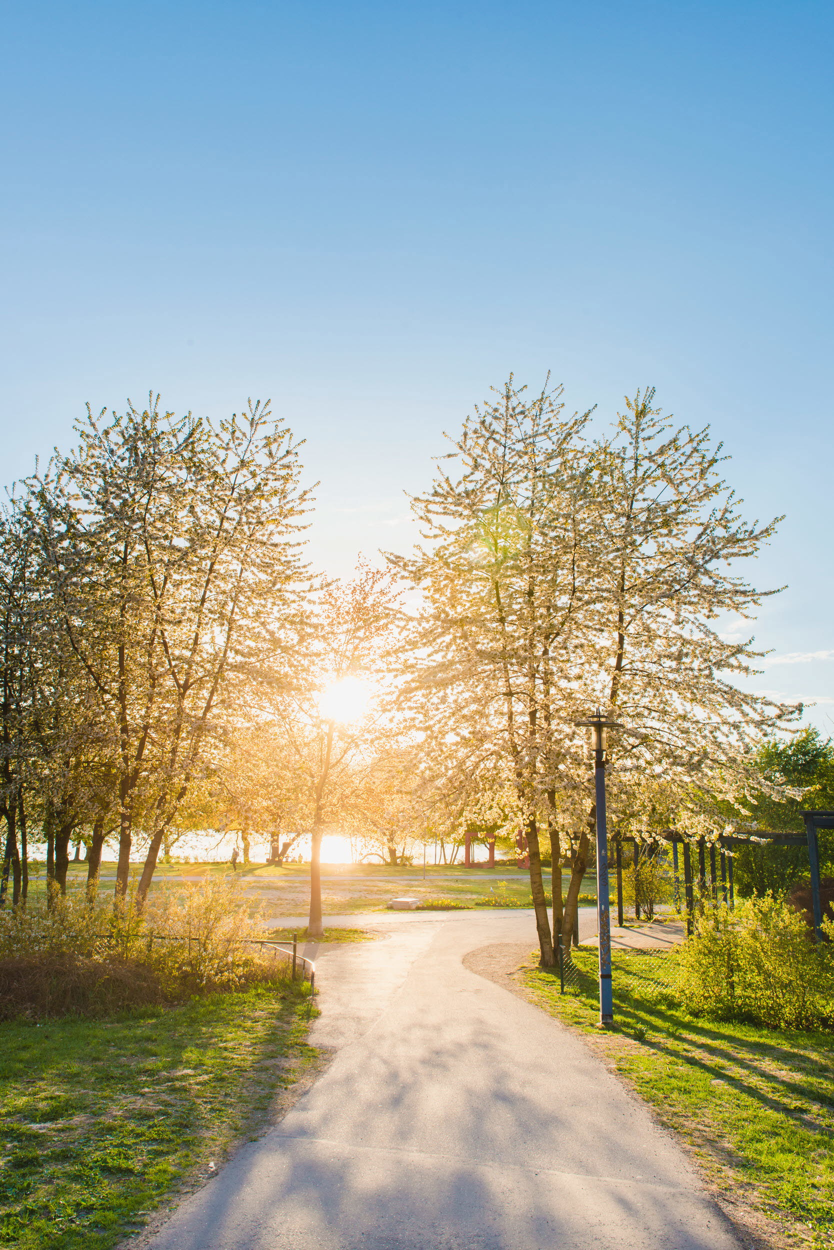 Vårgrönska med cykelväg vid en sjö.
