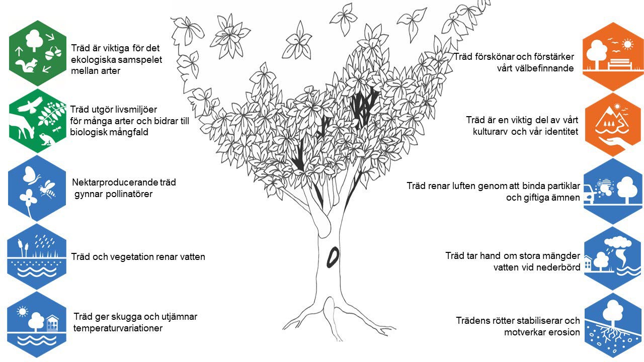 Bild på träd med 10 illustrationer på olika ekosystemtjänster som träd bidrar med.