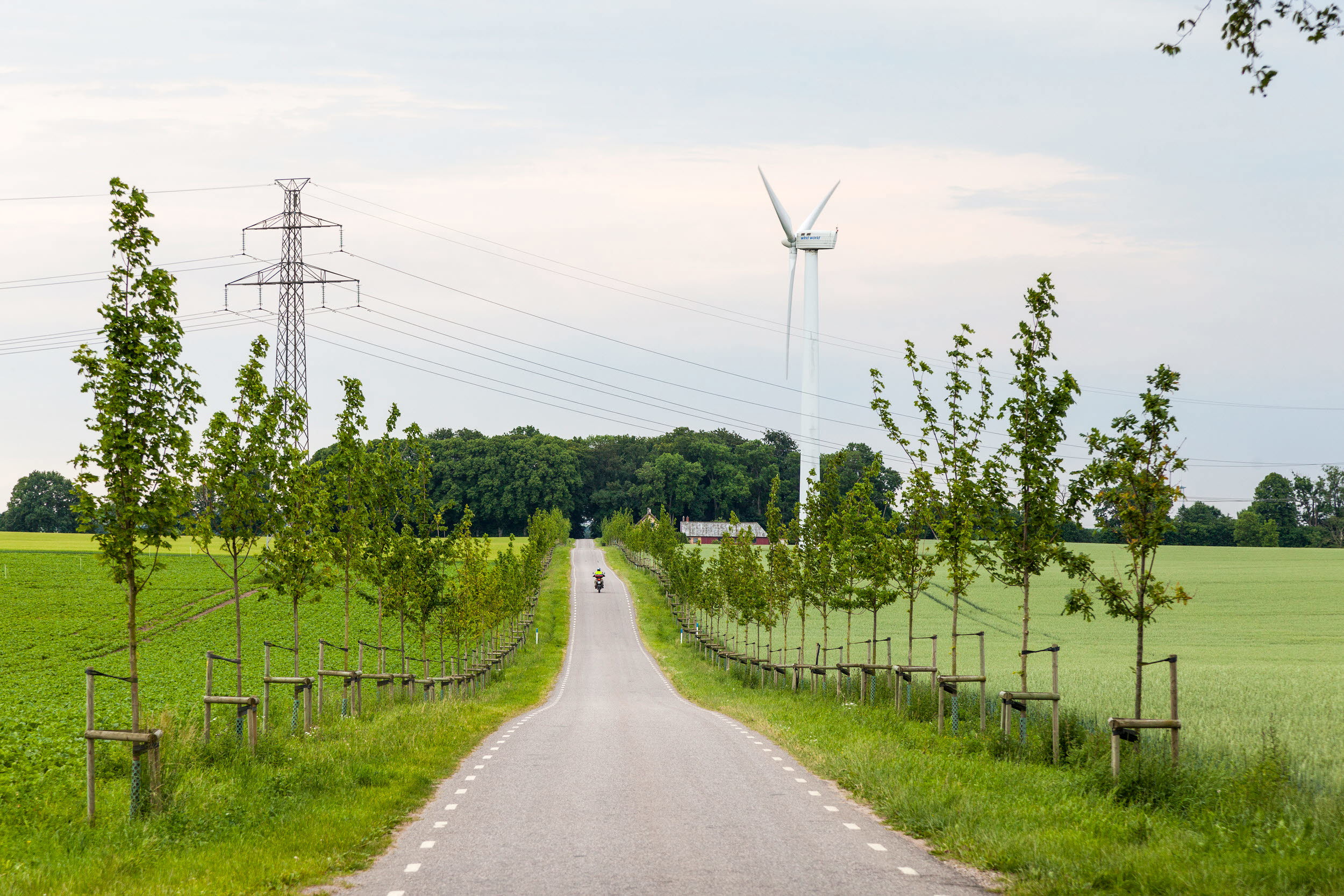 Landsväg genom nyplanterad allé. Kraftledningar i fonden.