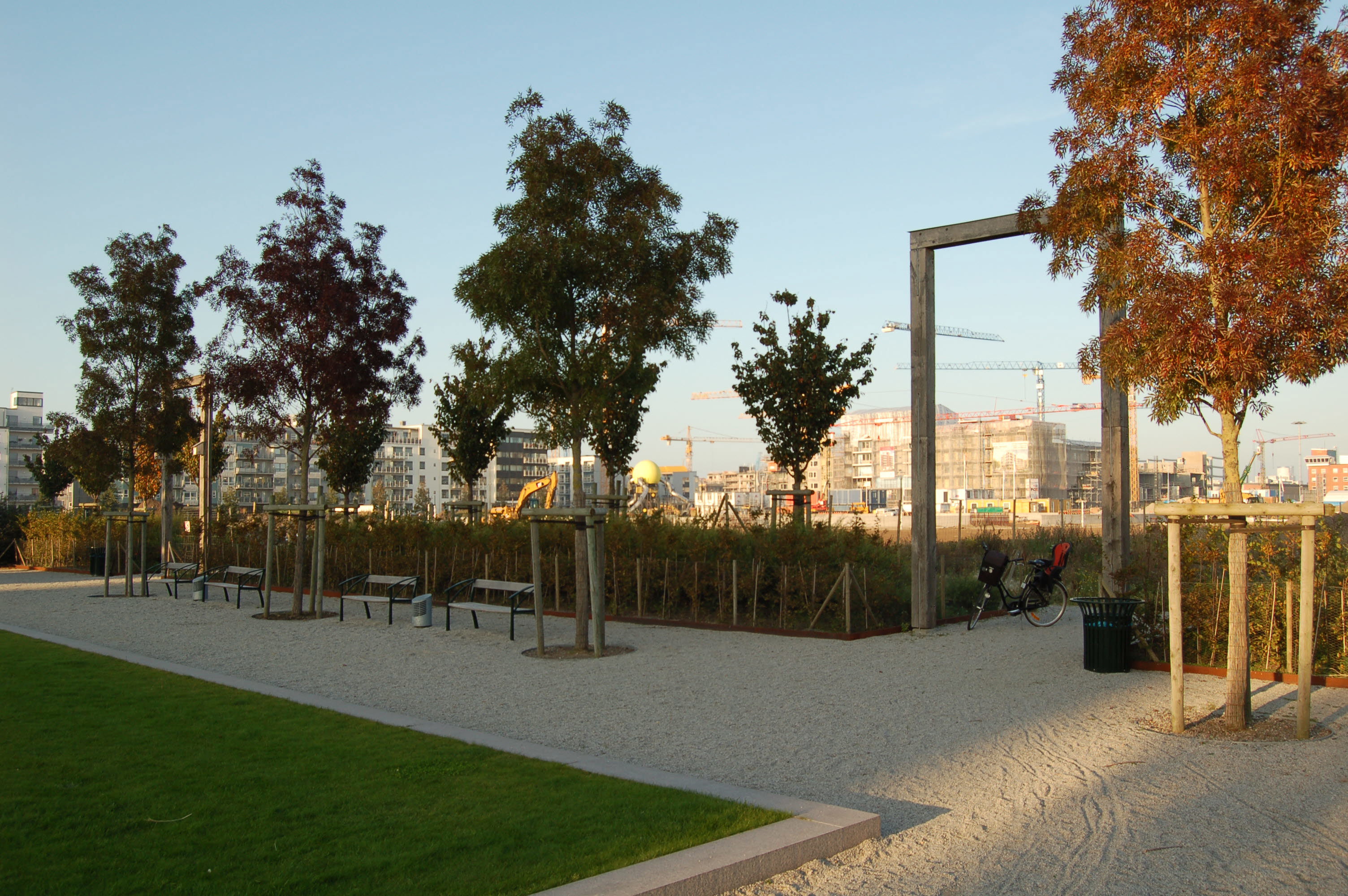 Träd i stadsmiljö. Foto: Camilla Engström