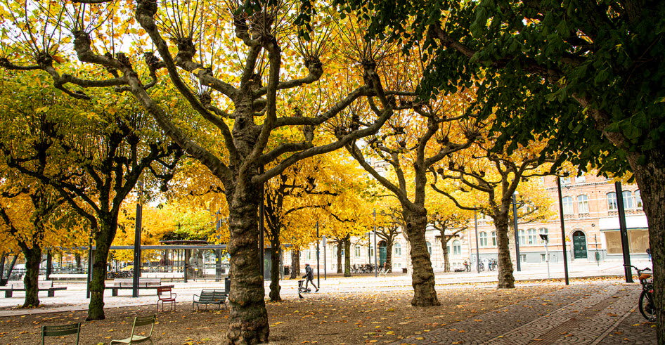 Torg med täta trädkronor i höstfärger.