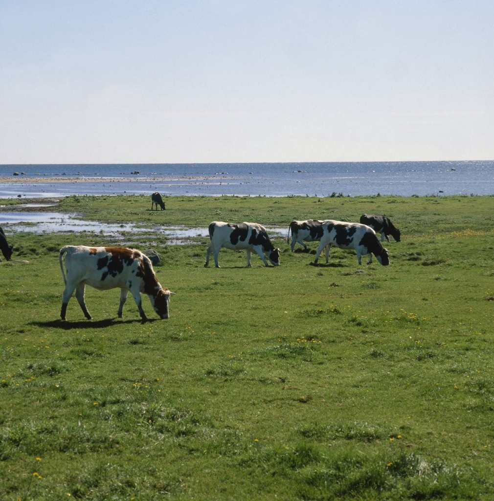 Strandbete med kor, Morups Tånge Halland