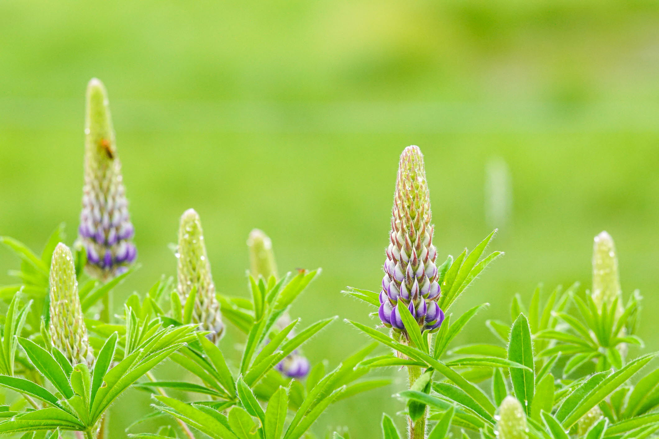 Fotografi av lila lupiner på ett grönt fält.