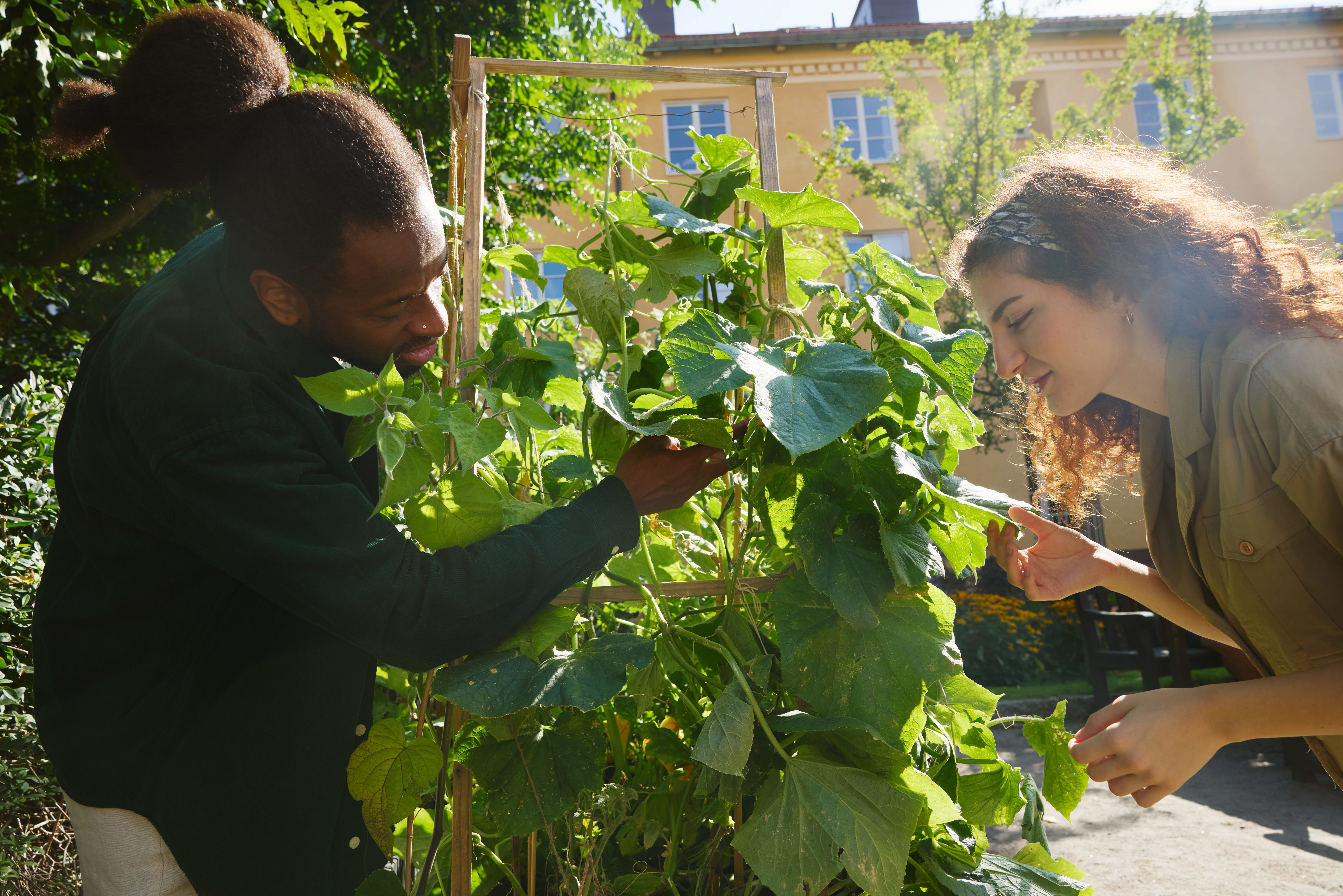 Foto med två personer som studerar odlingar på en innergård.