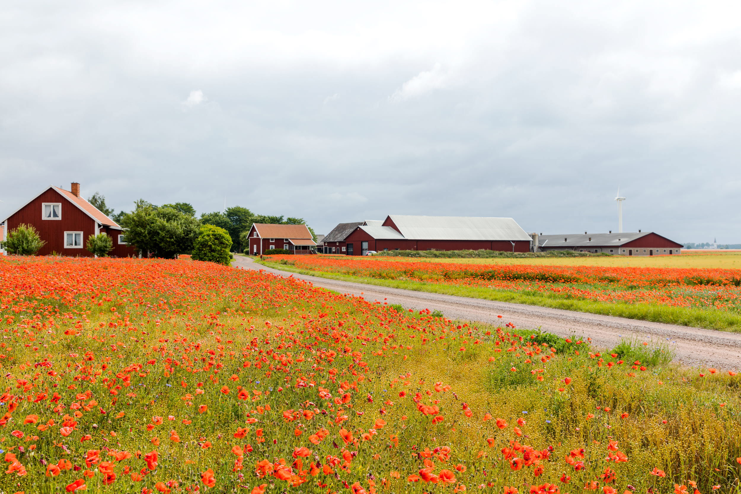 Ladugårdar i öppet landskap. Foto:  Scandinav