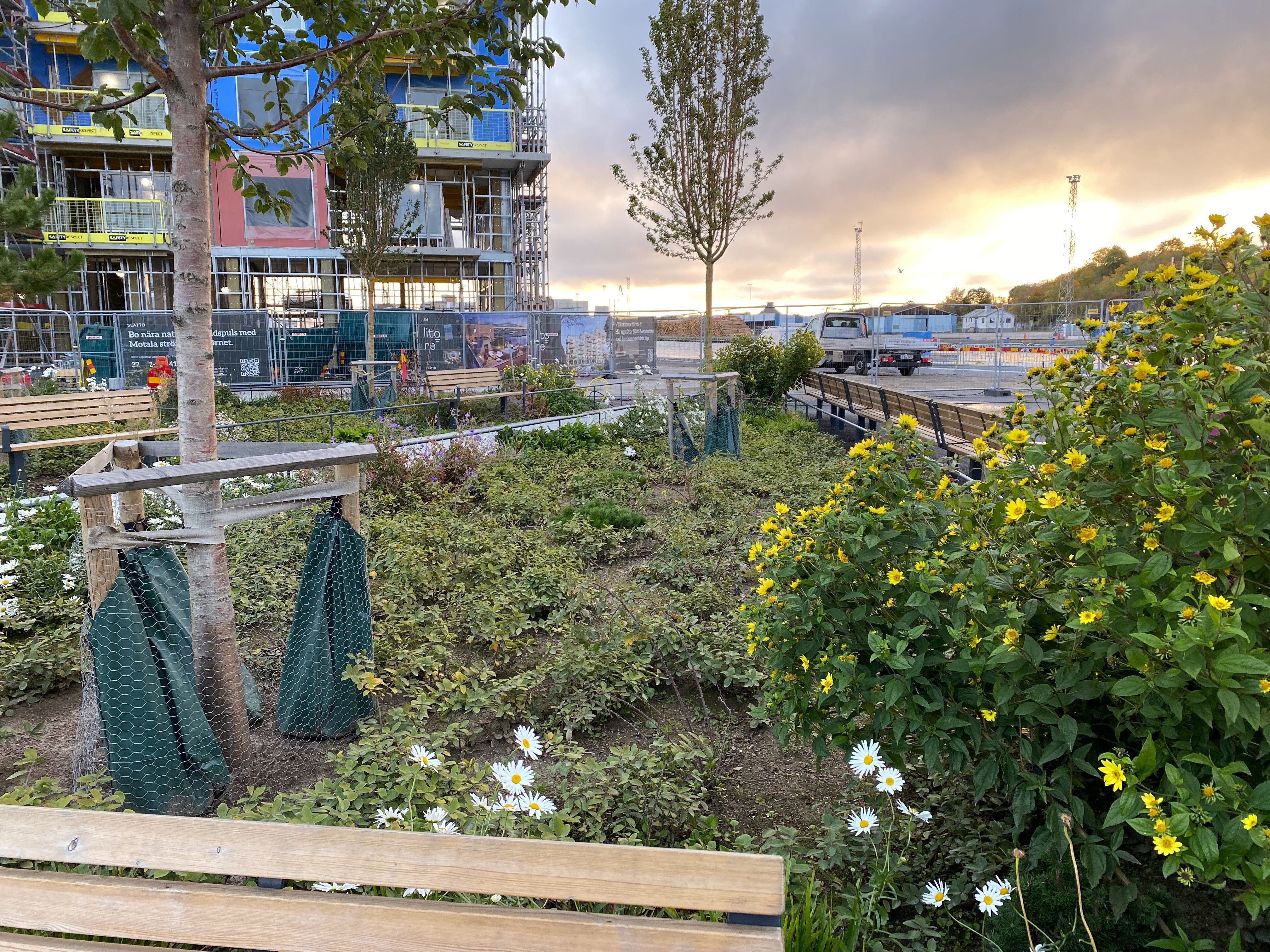 Foto på ombyggnation med byggställningar, grönområde och nyplanterade träd