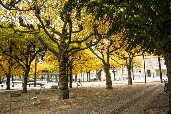 Torg med täta trädkronor i höstfärger.