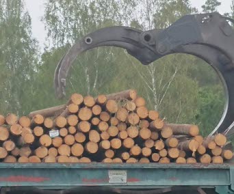 Foto på timmerstockar