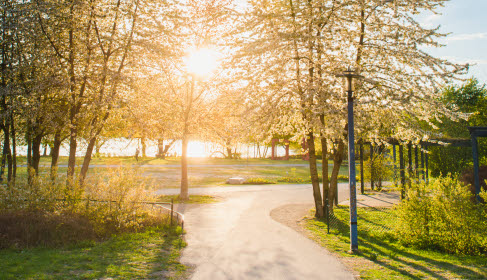 Park med gångstigar, blommande träd och solsken.