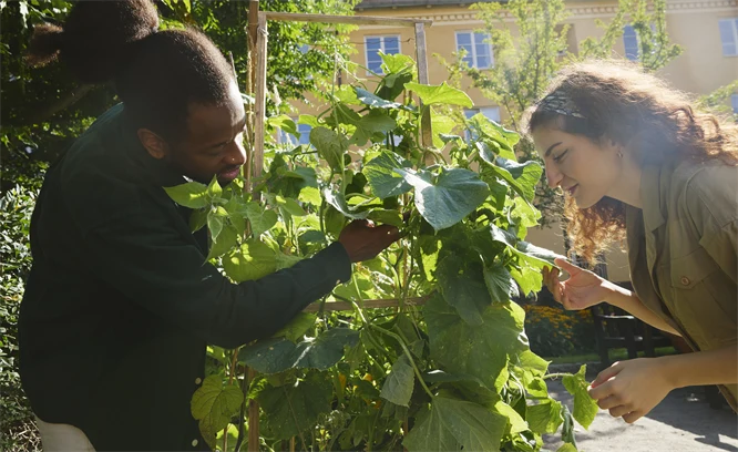 Foto med två personer som studerar odlingar på en innergård.
