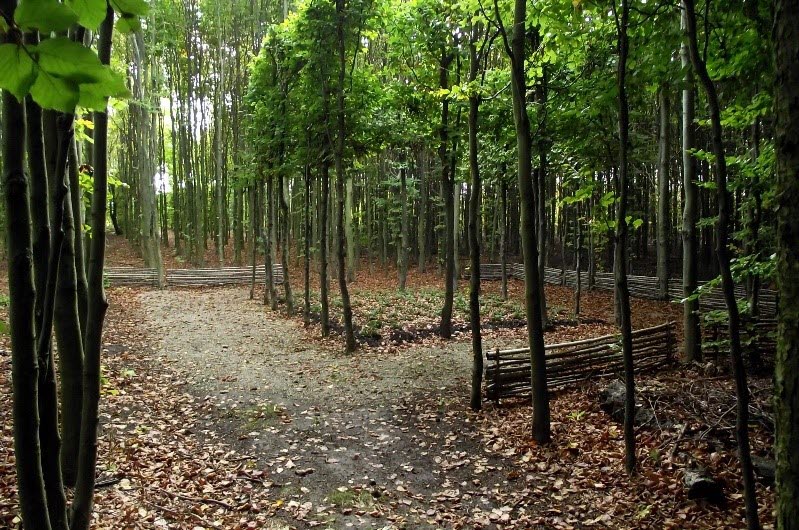 Träd i skogen i tydliga rader som skapar gångar du kan gå på.