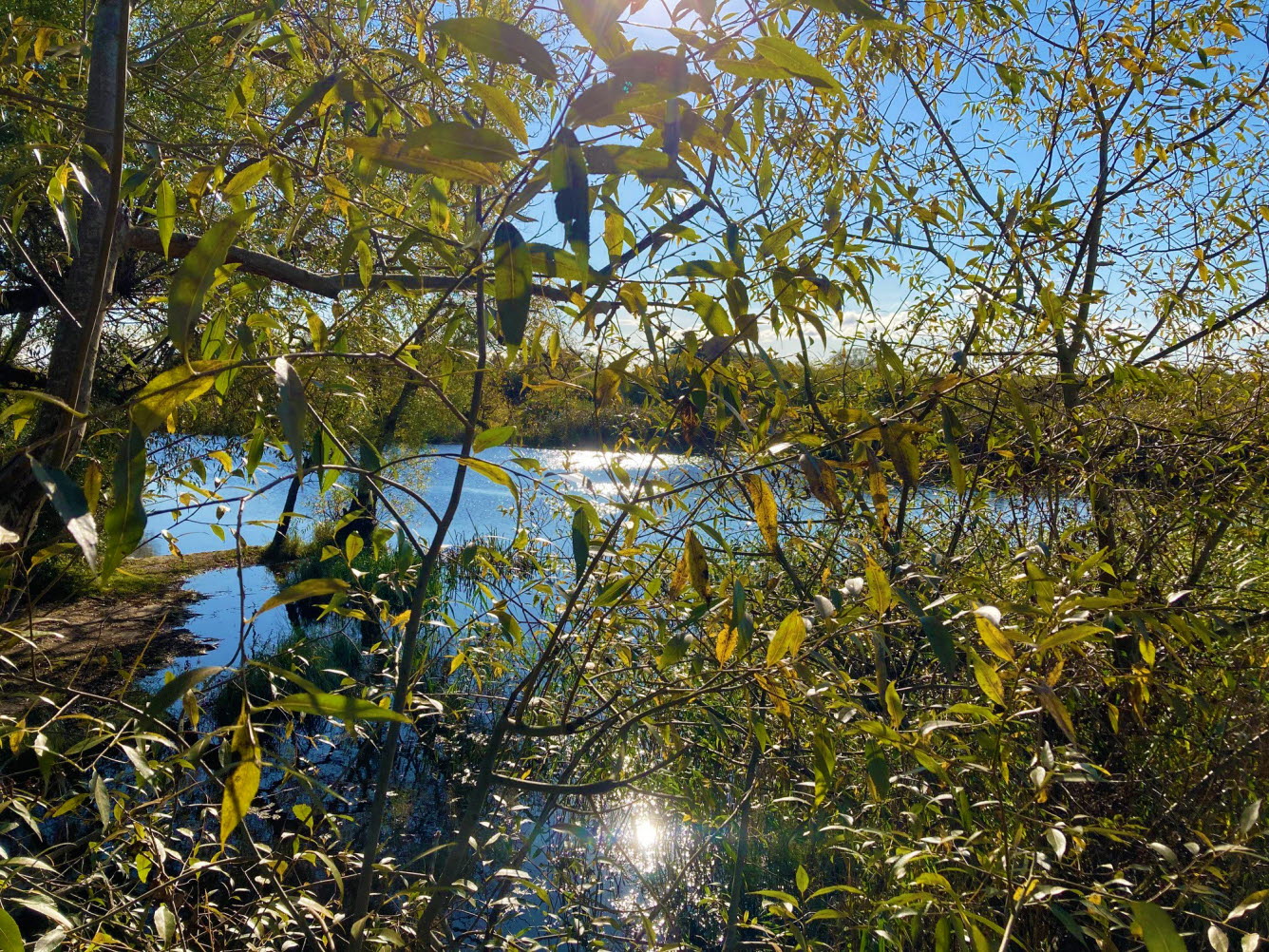 Snårig och artrik vegetation vid en å.