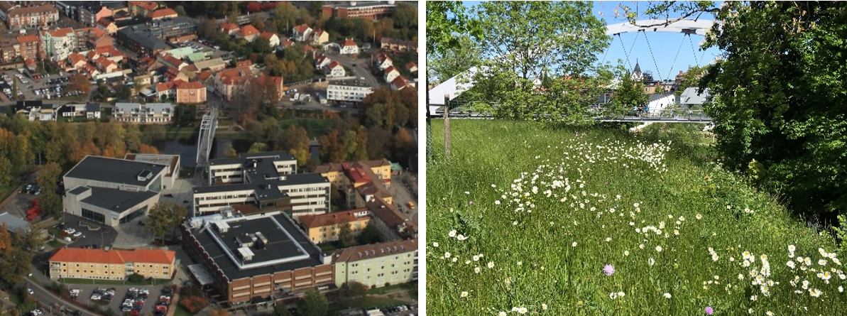 Flygfoto över Ängelholm samt en grön äng med växter och träd.