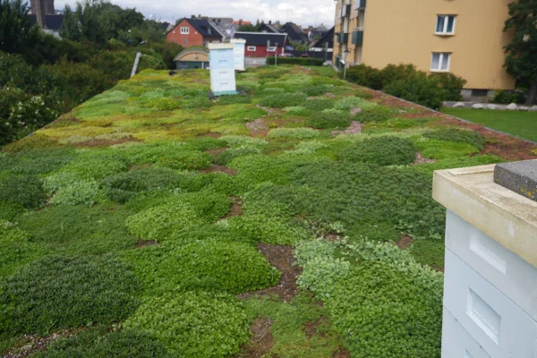 Sedumtak, Seved, Malmö